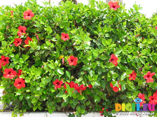 27820 Hibicus flowers at Castillo de Fuste